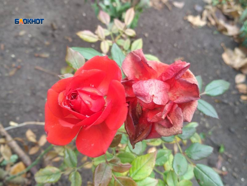 Сегодня не по-зимнему будет тепло