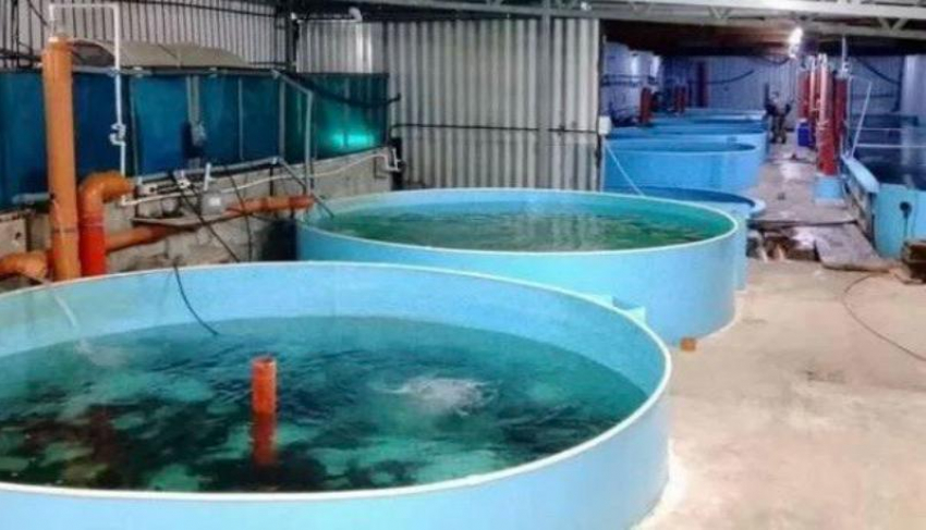 В Ростовской области выставлено на продажу форелево-осетровое хозяйство за 98 миллионов рублей