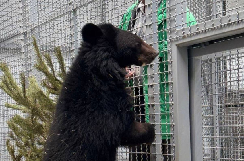Медведица, прибывшая в парк «Малинки», завершит карантинный режим после 20 марта