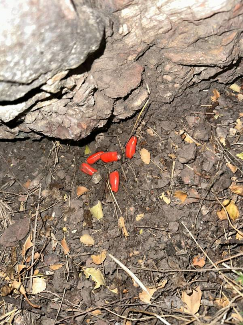 51-летнего мужчину задержали в Шахтах по дороге к «закладке»