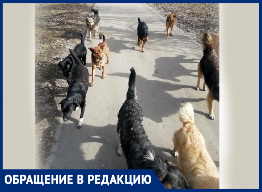 Стая собак встретила Ольгу Иванову у поликлиники на Артеме