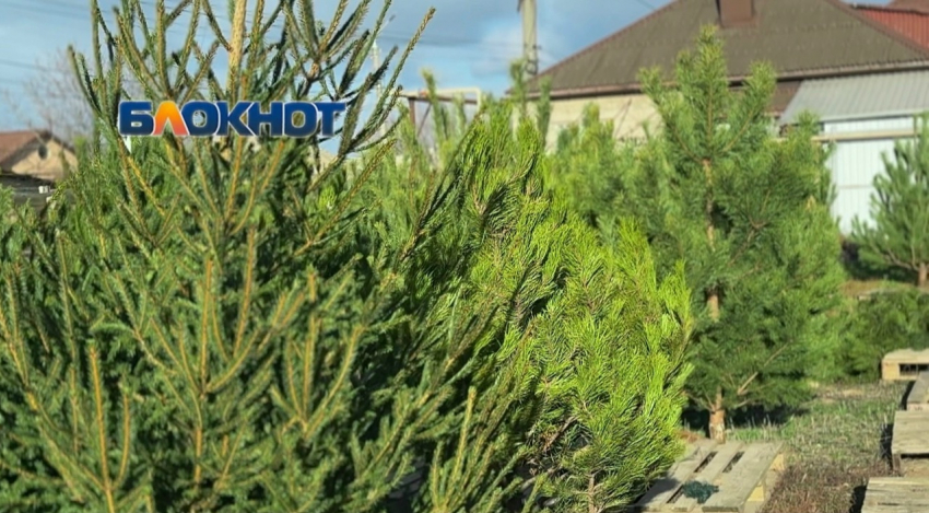 Цены на ёлки в Шахтах остались на уровне прошлого года