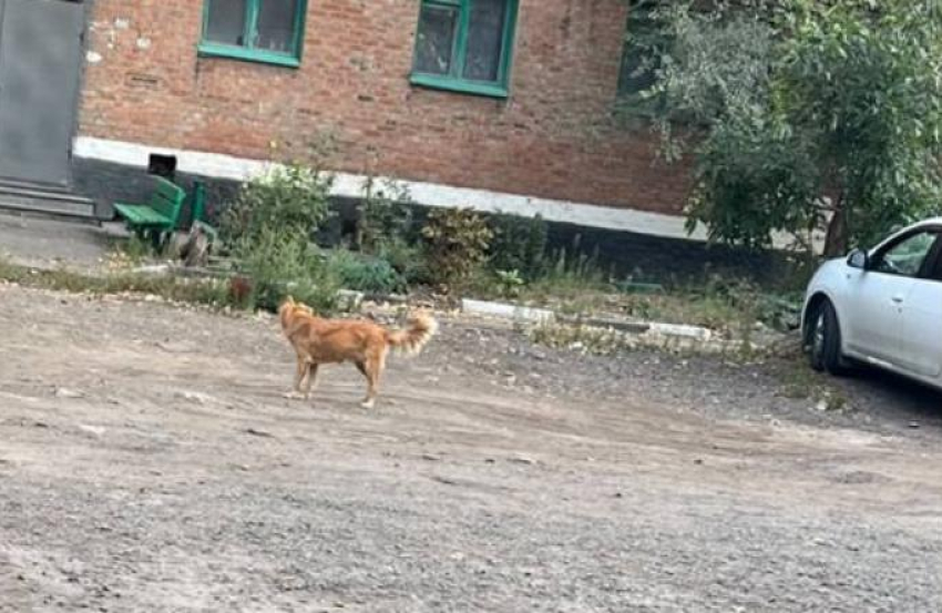 В Шахтах хозяйку собак оштрафуют после жалоб жителей на самовыгул