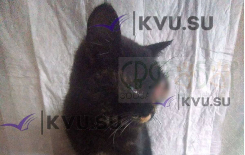 Волонтёры и ветеринары борются  за жизнь уличной кошки с тяжёлой травмой глаза