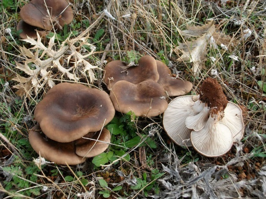 В Шахтах зафиксированы случаи отравления дикорастущими грибами