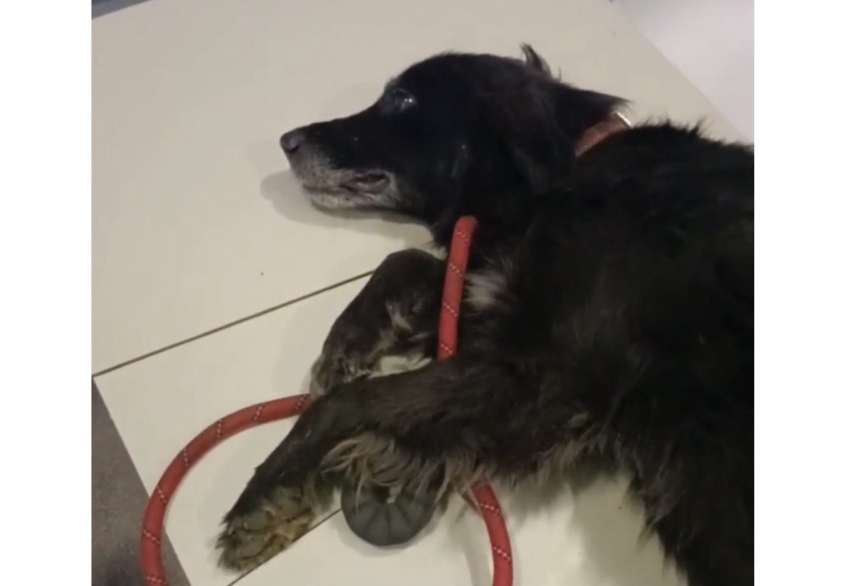 На вокзале в Шахтах нашли привязанную и брошенную на морозе собаку в критическом состоянии 