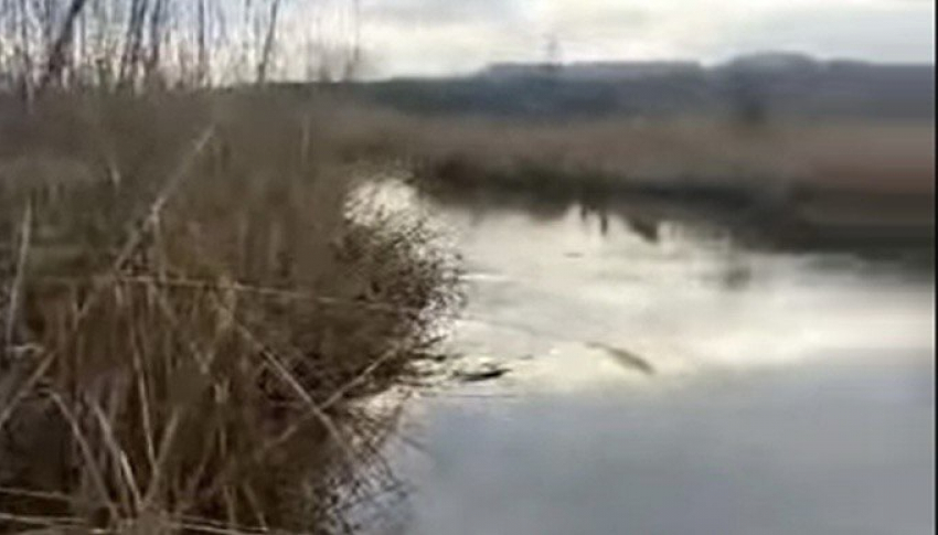 Расследование причин загрязнения реки Грушевка в Шахтах