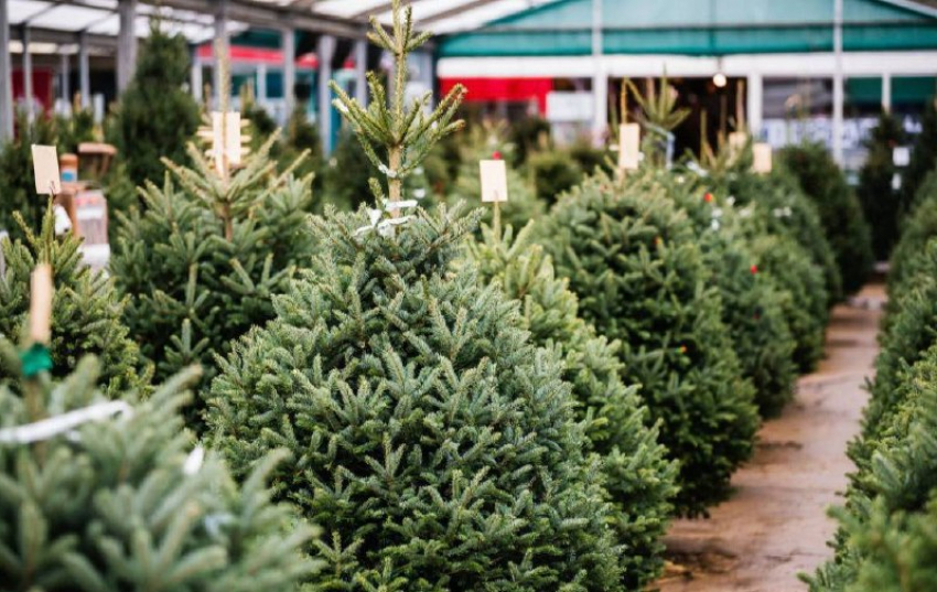 Сезон живых ёлок в Шахтах: когда открываются ёлочные базары и сколько стоят деревья