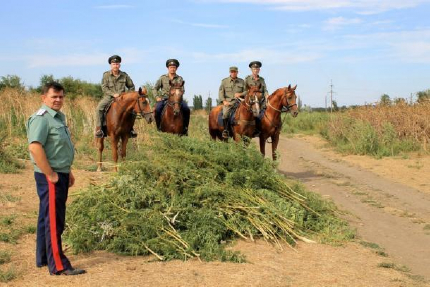 В Каменоломнях под Шахтами выкосили заросли конопли