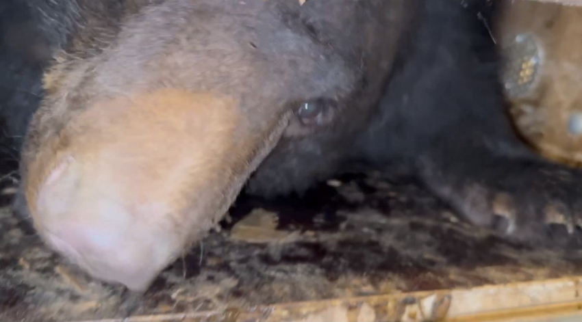 Гималайская медведица прилетела в парк «Малинки» из Владивостока