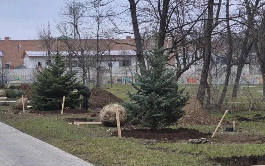 В городском парке города Шахты проводят посадку крупномеров