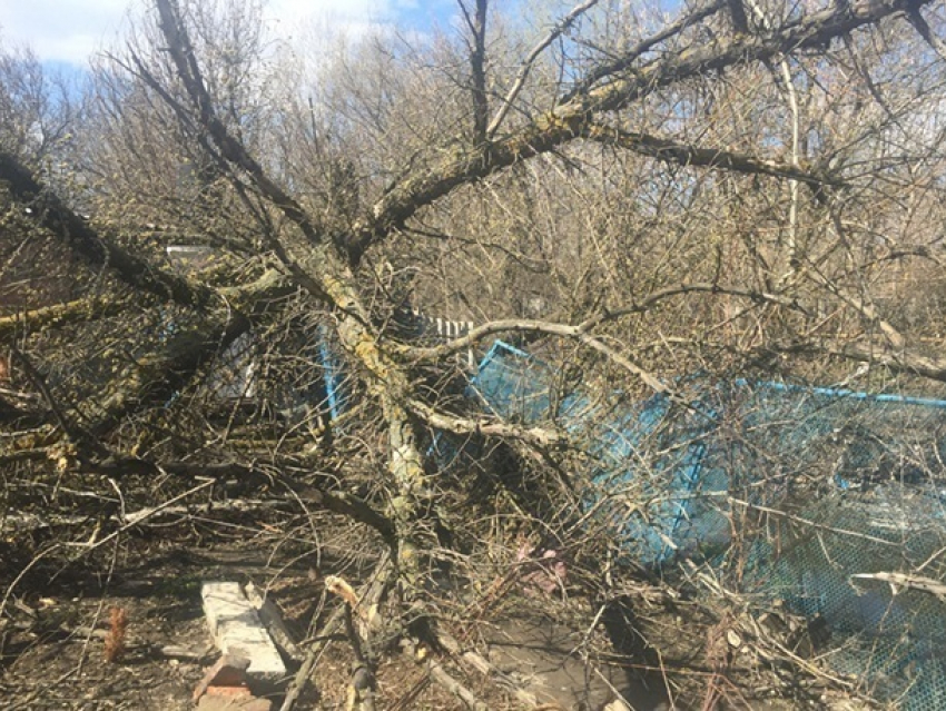 Под натиском урагана дерево упало во двор частного дома в Шахтах и раздавило забор и туалет 