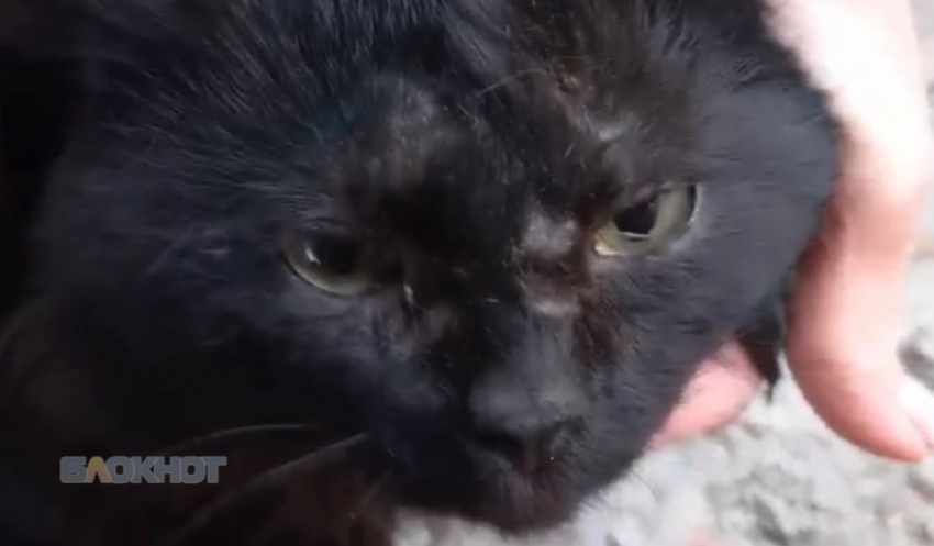 Неизвестные стреляют из пневмата по домашним котам на улице Милиционной в Шахтах