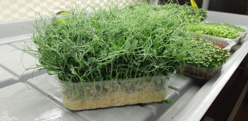 Микрозелень для макропользы: где купить модную и съедобную траву в Шахтах