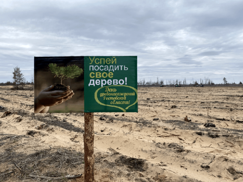 В парках и скверах высадят более тысячи деревьев и кустарников