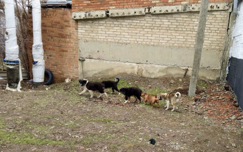 Стая бездомных собак пугает детей у детского сада в поселке 50 лет Октября в Шахтах