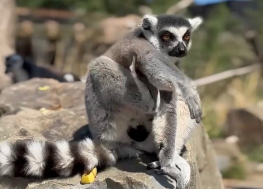 Кошачьи лемуры из Ленинградского зоопарка прибыли в парк «Малинки"