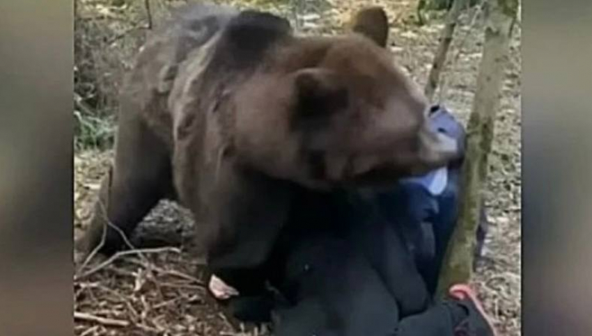 Медведь растерзал 70-летнего шахтинца в лесу