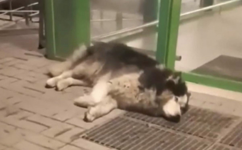 Волонтёры из Шахт спасают тяжело раненого хаски 