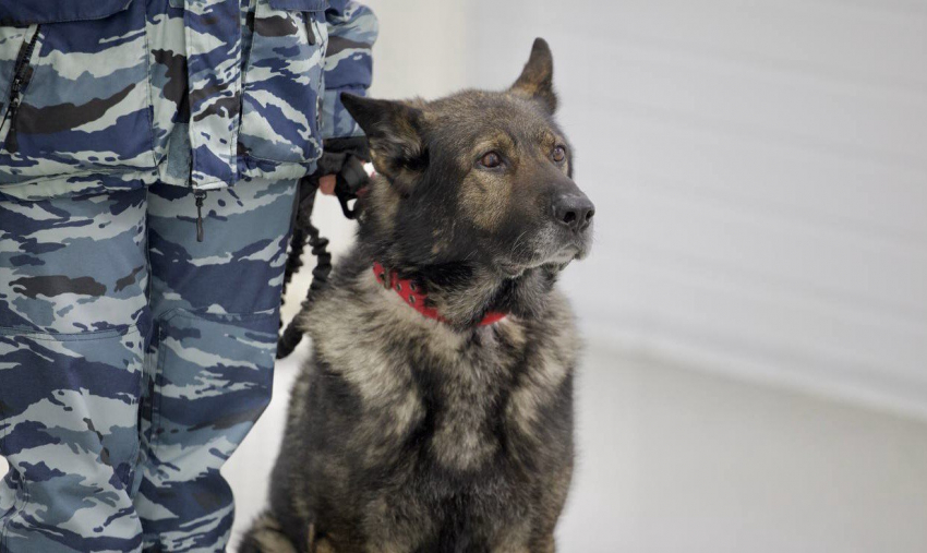В Ростовской области попрощались со служебным псом Вегасом, завершившим свою карьеру