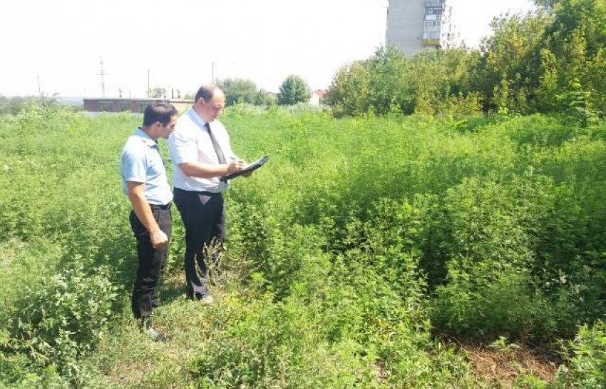 За нескошенную амброзию оштрафовали города Ростовской области, в их числе и Шахты