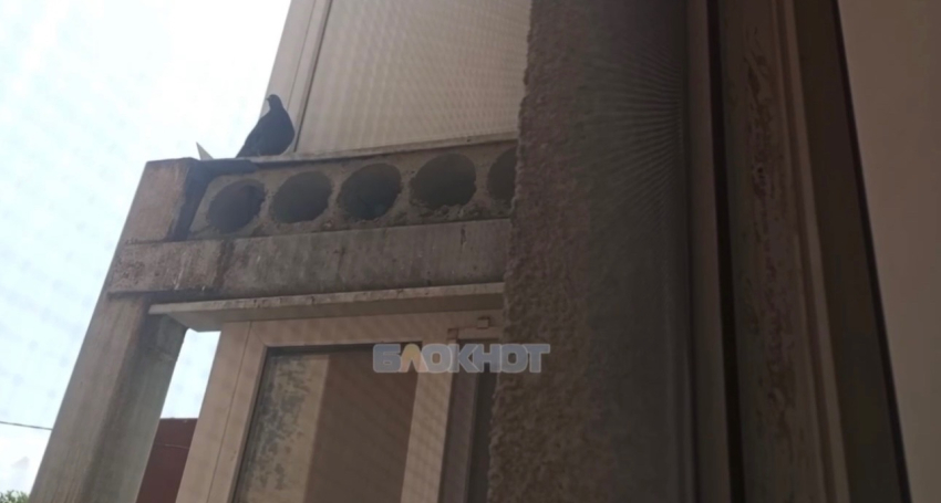Голуби атаковали многоквартирный дом на ХБК в Шахтах