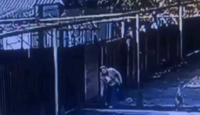 Женщина украла саженец ели у частного дома в Шахтах