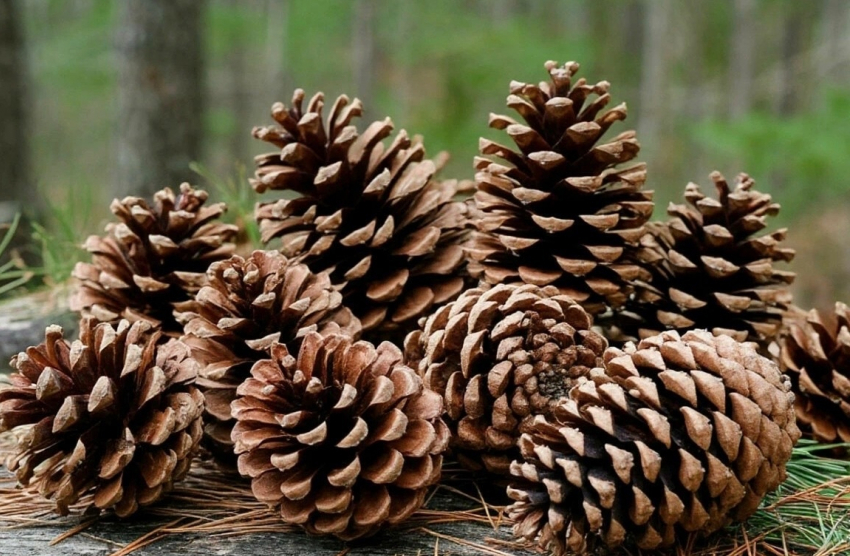 В Ростовской области собрано более 3 тысяч тонн шишек для восстановления лесов