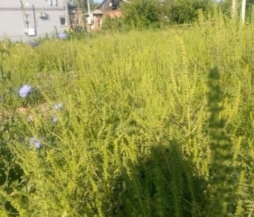  Амброзия заполонила территорию рядом с поликлиникой на Артеме в Шахтах