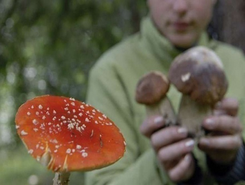 В Шахтах зарегистрировано отравление дикорастущими грибами