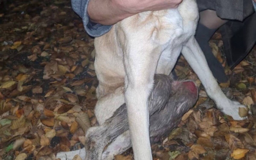 Собака, зашитая в мешок и имеющая огнестрельные ранения, была обнаружена недалеко от Шахт