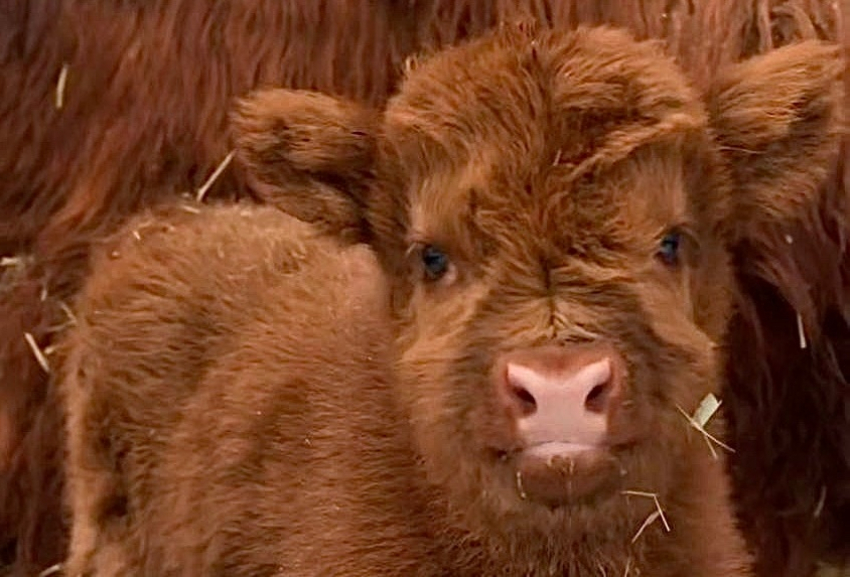 На свет появился теленок редкой породы в парке «Лога».