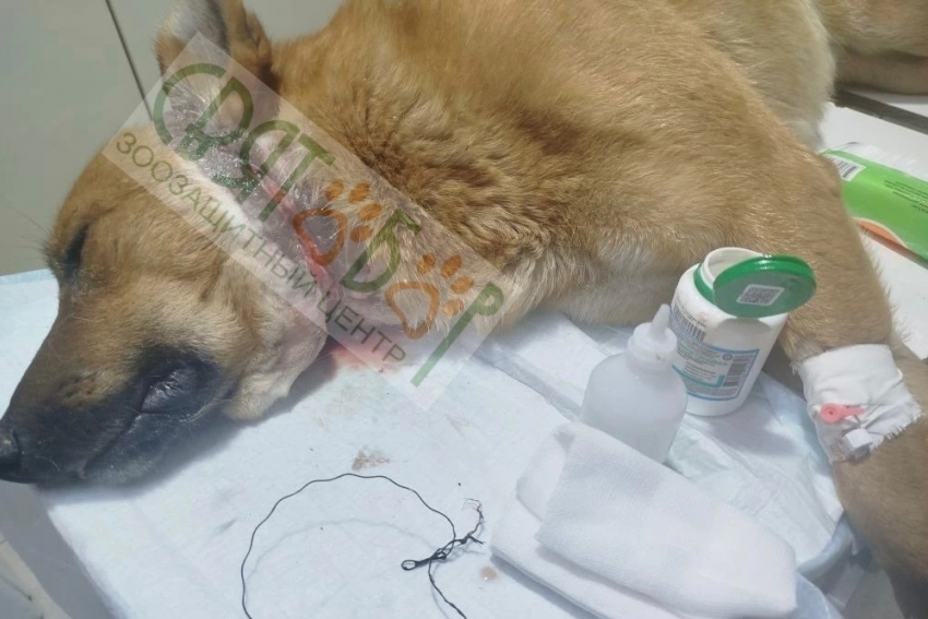 Волонтеры из Шахт спасли жизнь псу, которому перерезало горло проволокой