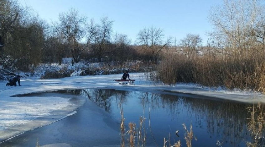 В Ростовской области спасли лебедя, оставшегося на льду рядом с телом мертвой подруги