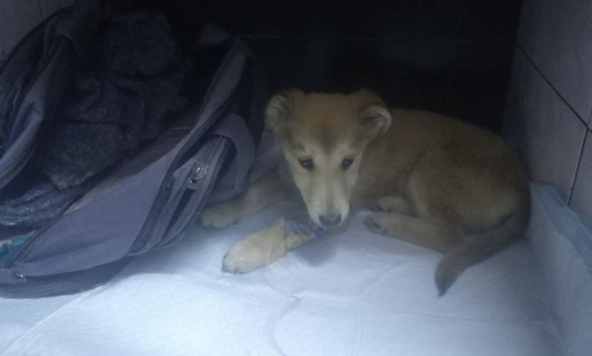 Щенок, которого выбросили в сумке с пиццей и колбасой в Шахтах, погиб