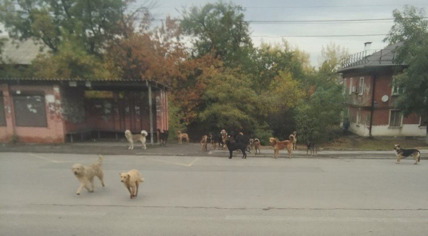 Участились случаи нападения бродячих собак на жителей Шахт