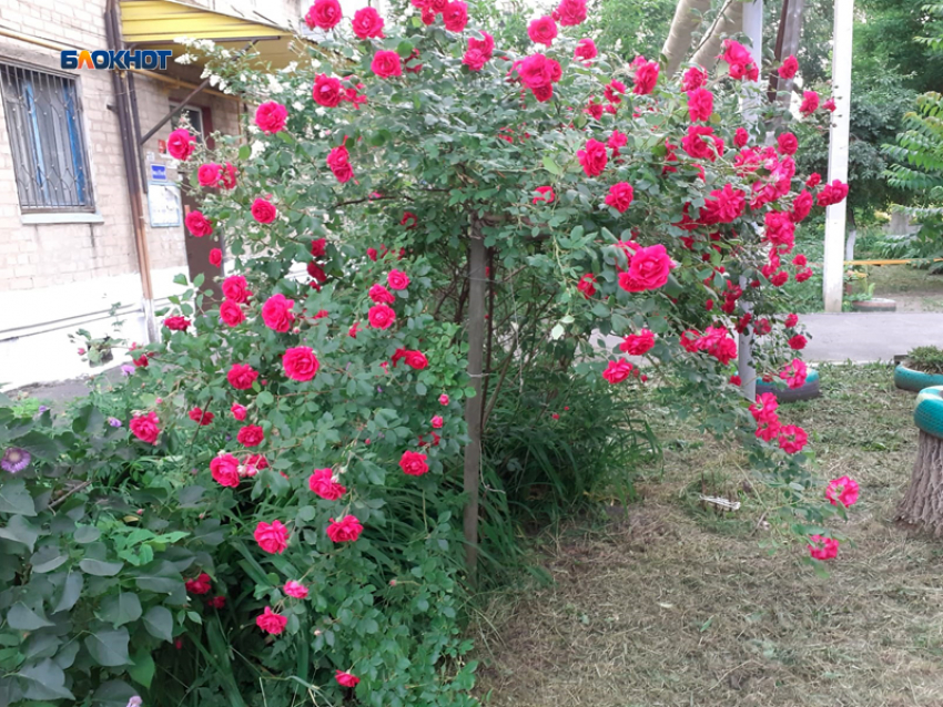 Ясно, малооблачно и тепло будет в Шахтах в четверг