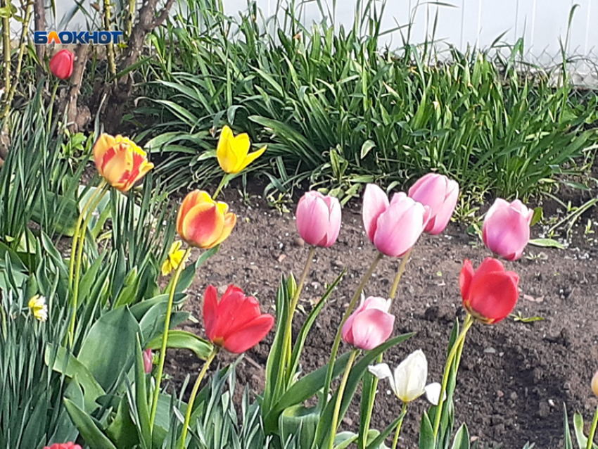 Немного прохладнее станет в Шахтах, возможен дождь