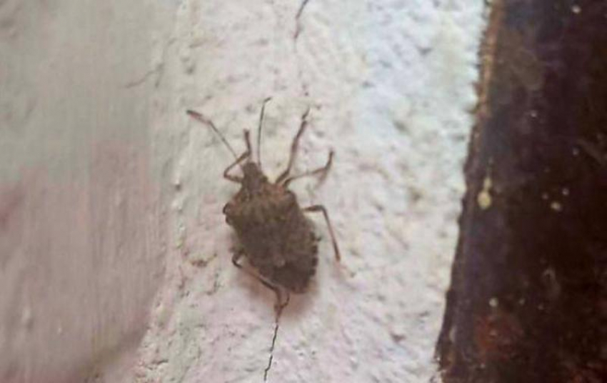 Жители Шахт столкнулись с нашествием коричневых мраморных клопов