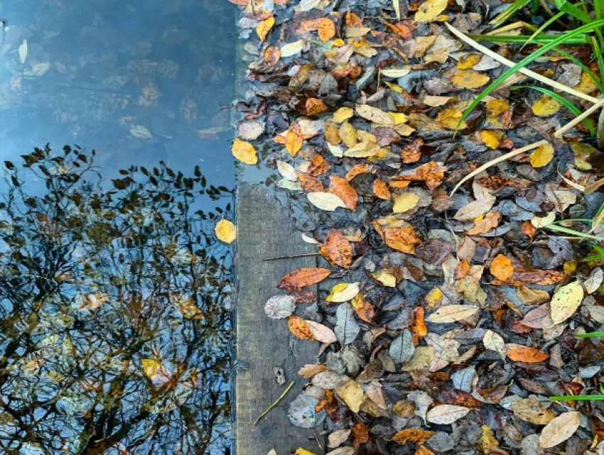 «Ноябрь пахнет опавшими листьями»: погода в Шахтах