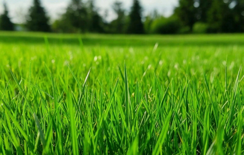 18 млн рублей выделили на покос карантинной растительности в 2026 году 