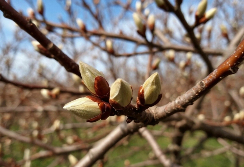 На первых выходных апреля шахтинцев ожидает тепло вместе с дождем