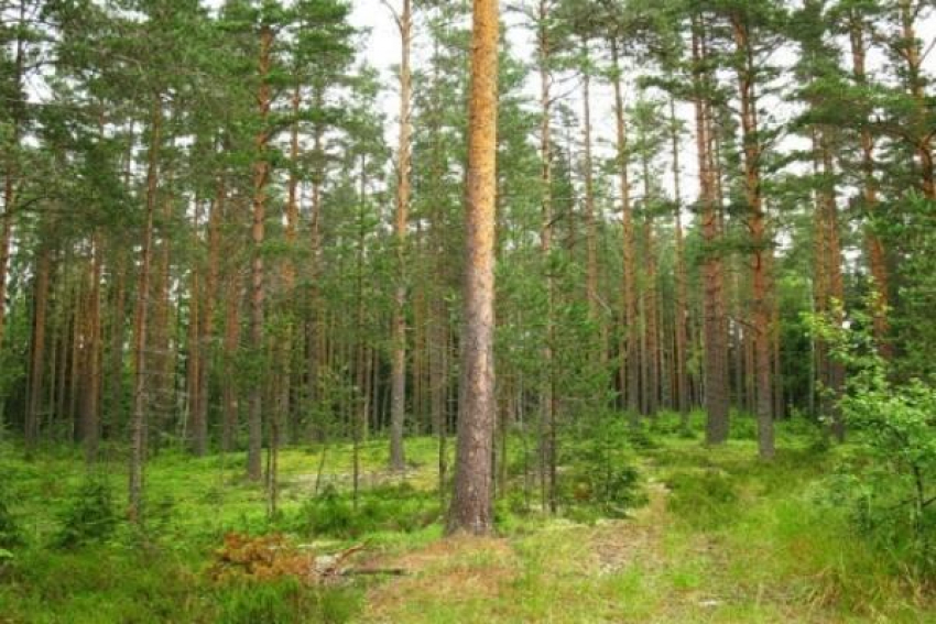 В Горненском заказнике недалеко от Шахт создадут туристскую зону