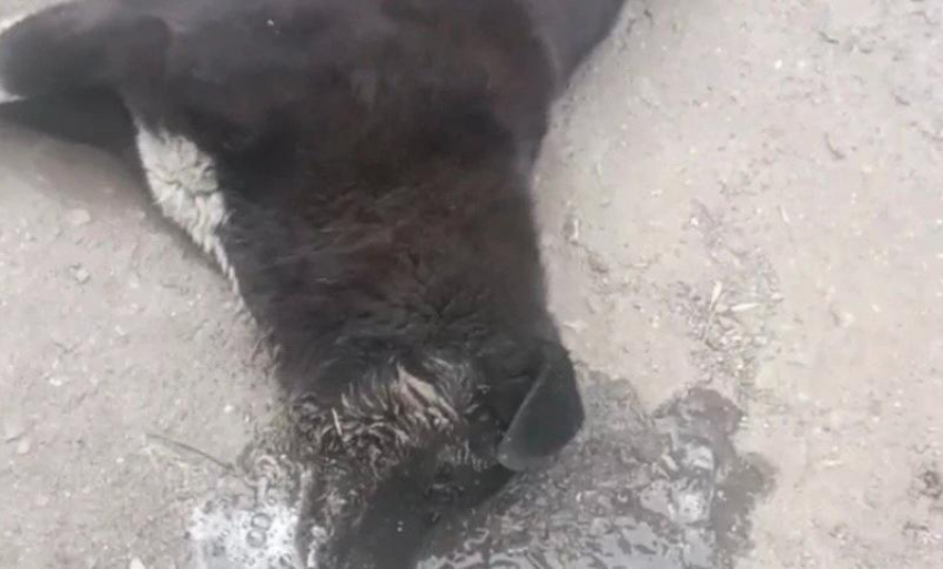 Волонтеры из Шахт борются за жизнь отравленной собаки