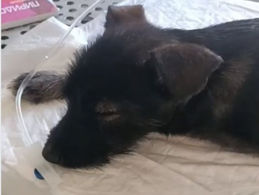 С животными жестоко обращаются на улицах Шахт