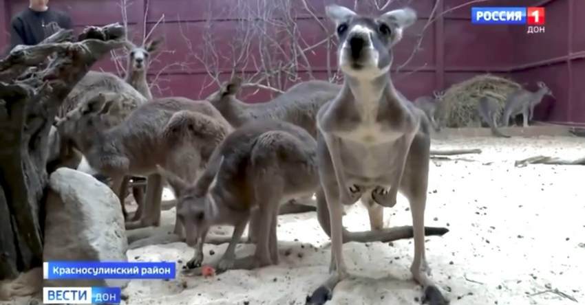 В Парке «Малинки» появились новые жители из Австралии