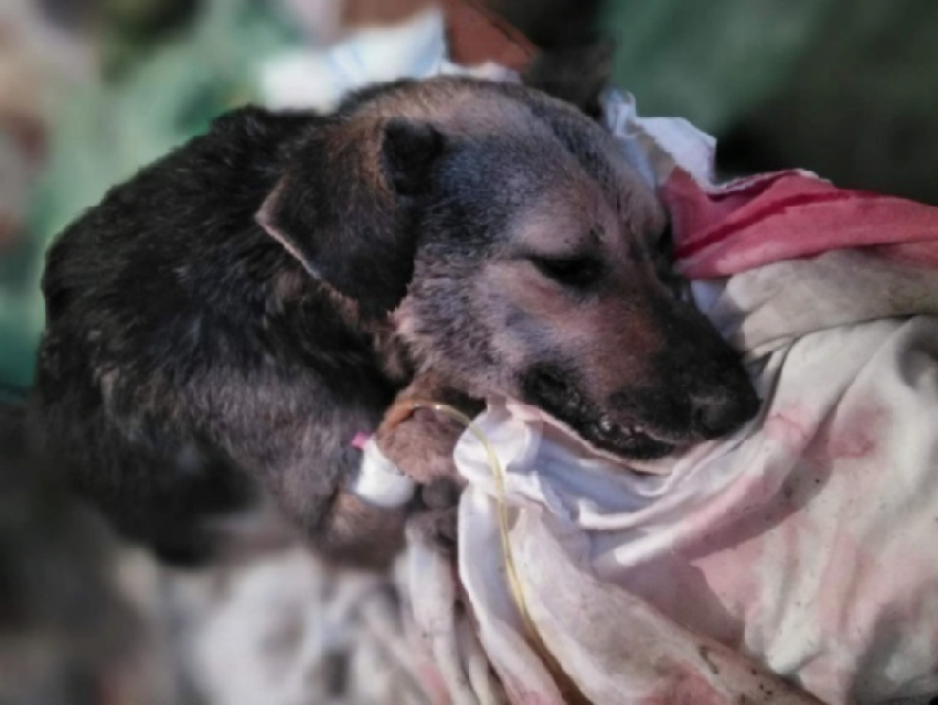 Неизвестные догхантеры травят собак в районе БСМП в Шахтах
