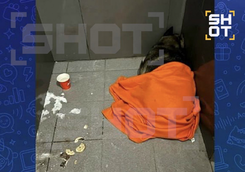 Парк птиц «Малинки» предложил работу уволенному курьеру из пиццерии за спасение собаки от холода