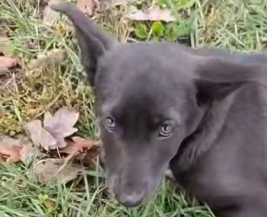 Волонтеры города Шахты спасают щенка с тяжелыми травмами