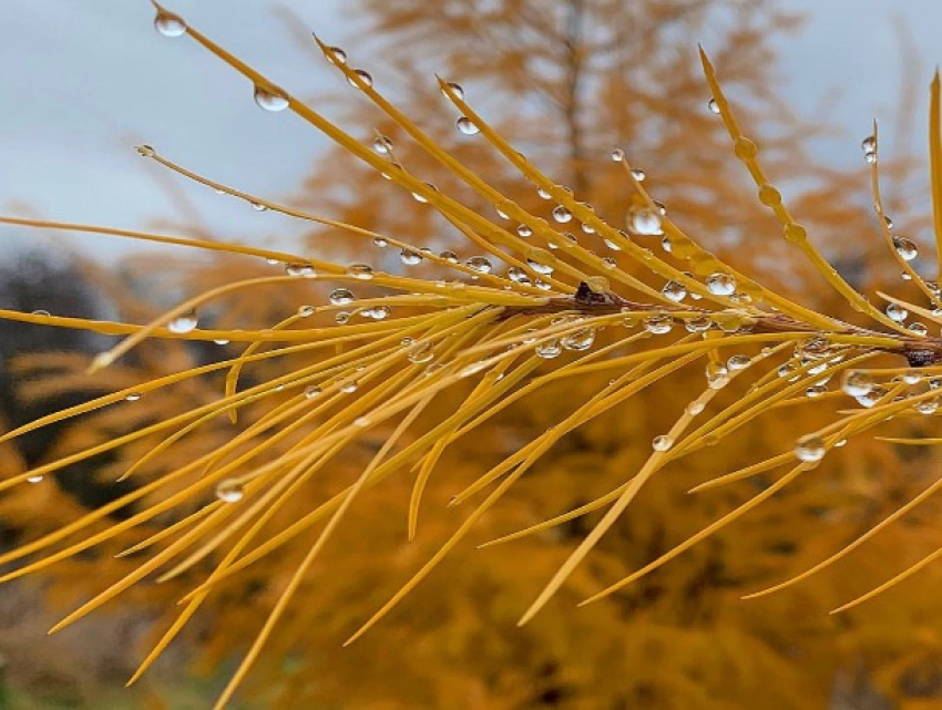 «Осень, прощаясь, плачет»: погода в Шахтах